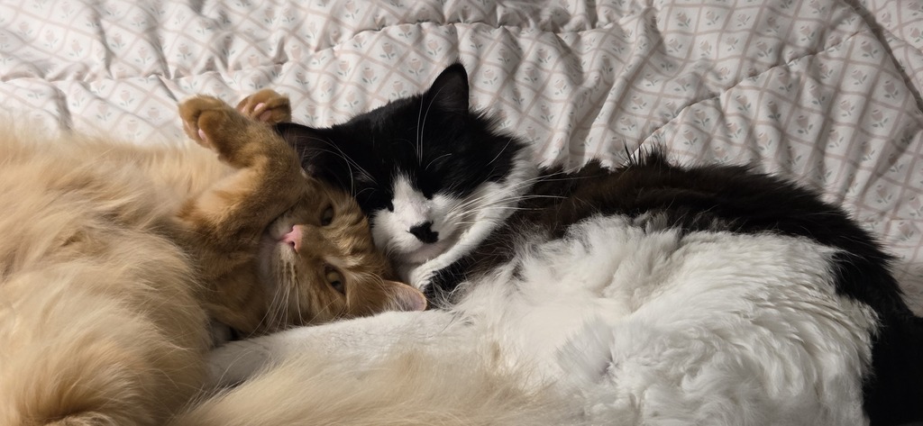 Thumbnail image of cats Rari and Missy napping together